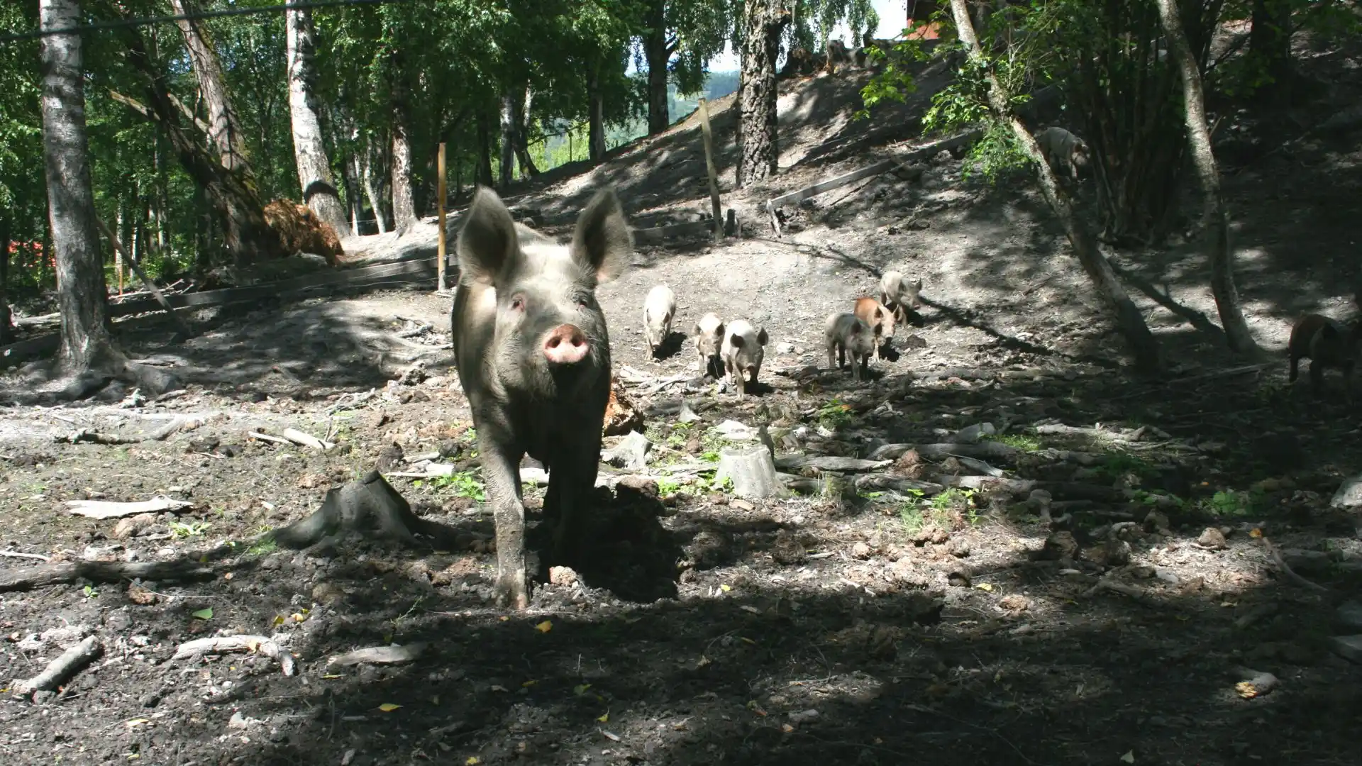 økologi griser
