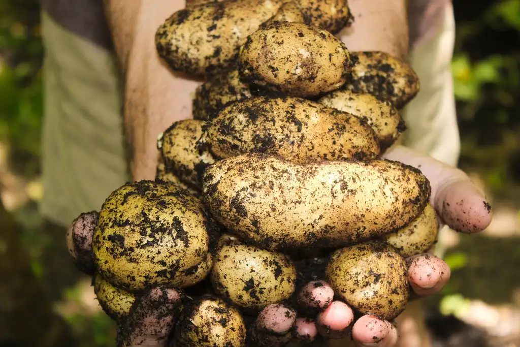 økologisk mat poteter i hånden